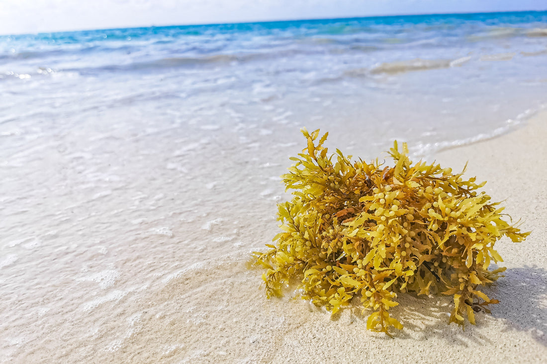 Sea Moss and Collagen: Understanding Nature's Collagen-Building Partnership