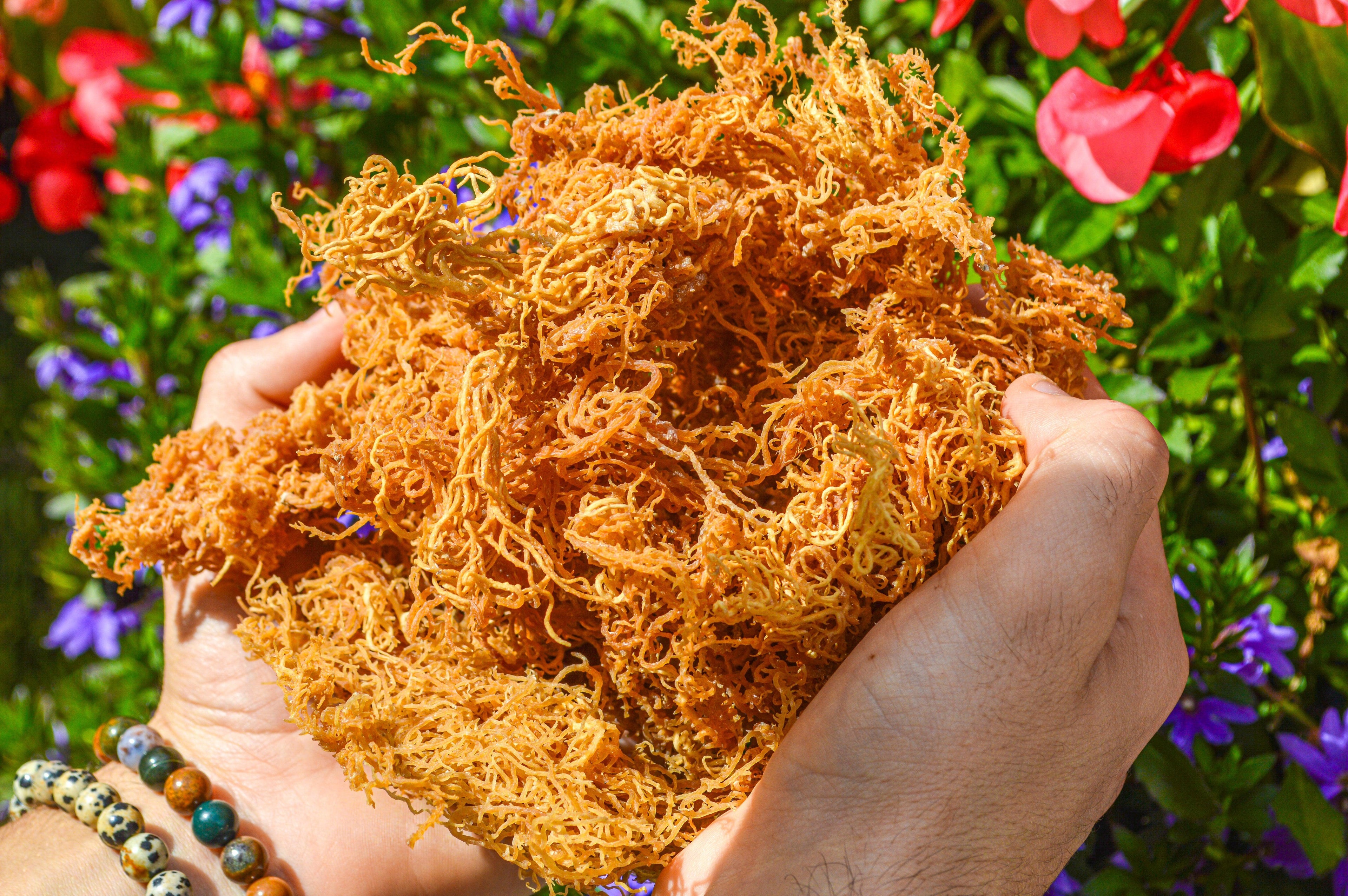 Load video: Sustainably Harvested Sea Moss: Behind The Scenes